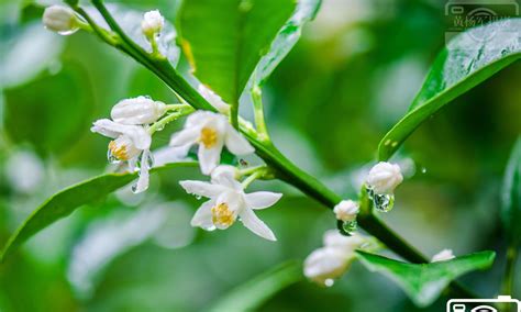 金桔花|金橘(芸香目芸香科植物):形態特徵,生長習性,分布範圍,繁殖方法,栽。